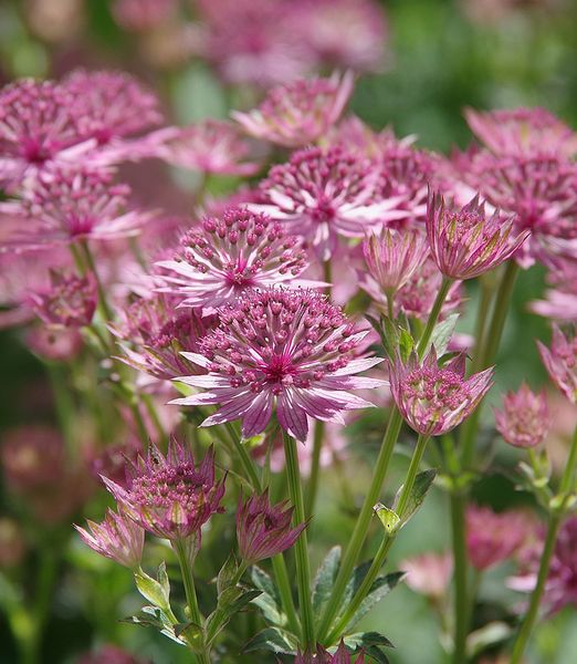 Astrantia major 'Roma'